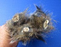 Wholesale North American Squirrel tails cured in formaldehyde,  measuring 9 to 11 inches in length - you will receive tails similar to the photos - Pack of 10 pcs for $15.00/lot