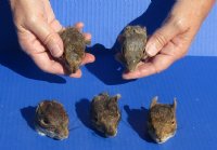 Wholesale Preserved North American Squirrel heads  2-1/2 - $20.00 each