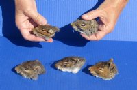 Wholesale Preserved North American Squirrel heads  2-1/2 - $20.00 each