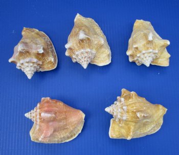 Wholesale Milk Conch Shells in Bulk, 4-1/2 to 5-1/2 inches - 12 @ $2.75 each; 36 @ $2.45 each