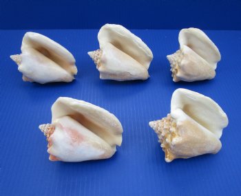 Wholesale Milk Conch Shells in Bulk, 4-1/2 to 5-1/2 inches - 12 @ $2.75 each; 36 @ $2.45 each