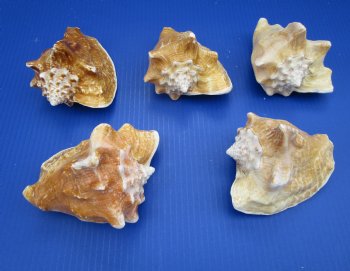 Wholesale Milk Conch Shells in Bulk, 5-1/2 to 6 inches - 12 @ $3.50 each