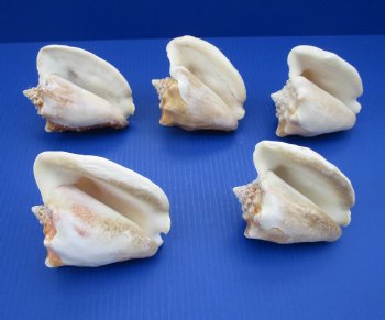 Wholesale Milk Conch Shells in Bulk, 5-1/2 to 6 inches - 12 @ $3.50 each