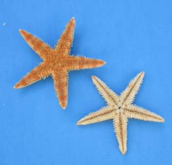 Wholesale Natural Flat Philippine starfish 3 inch to 3-1/2 inch - Packed: 100 pcs @ $.10 each; Packed: 500 pcs @ $.08 each