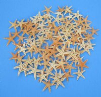 Wholesale Natural Flat Philippine starfish 2-1/2 inch to 3 inch - 100 pcs @ $.07 each; 1000 pcs @ $.06 each
