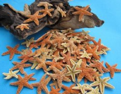 Wholesale small sugar starfish 1 inch to 2  inches - 500 pcs @ .85 each (Signature Required)