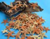 Bulk Sugar Starfish Wholesale 3/4 inches to 2 inches Packed: 100 @ .55 each