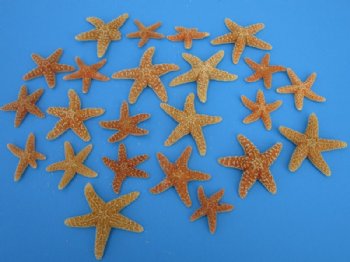Bulk sugar starfish wholesale 2 inches to 3-3/4 inches - 250 pcs @ .97 each 
