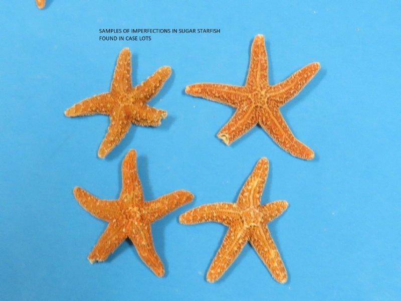 6 to 7-3/4 inches Sun Dried Real Sugar Starfish for Crafts