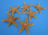 Wholesale Sugar Starfish bulk for crafts 3-1/2" - 6" - Packed: 12 pcs @ $1.65 each