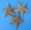 Wholesale Large Sugar Starfish 10 inches to 11-3/4 inches - Packed: 3 pcs @ $5.00 each