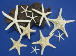 White Starfish Wholesale