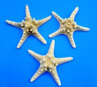 Wholesale Case White Knobby Starfish (gold undertones - not pure white)  8"-10" - 75 pcs @ .90 each 