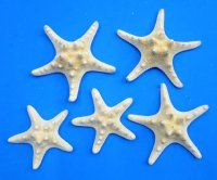 Wholesale white knobby starfish 4 to 5 inches (off white in color) - $5.40 per Dozen