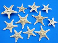 Wholesale white knobby starfish 4 to 5 inches (off white in color) - $5.40 per Dozen