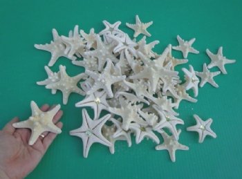 White knobby starfish wholesale (Off White in Color) 3 inches to 4 inches - 50 per bag @ .30 each