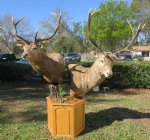 Red Stag Pedestal Mount with 2 red stags on an oak octagon pedestal - $1500 (Too large to be shipped - Pick up Only)