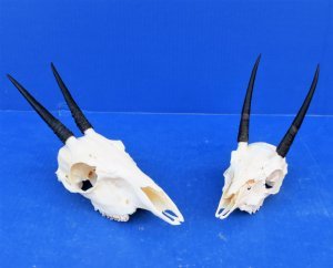 Steenbok Skulls
