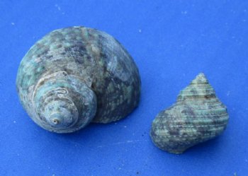 Wholesale Turbo Stenogyrus, natural shells for hermit crabs 3/4 inch to 1-1/2 inches - 20 kilos @ $1.75/kilos (Approximately 12 gallons)