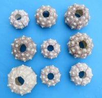 1-3/4" - 3" Wholesale dried sputnik sea urchin (assorted sizes) for shell crafts and displaying air plants - Case of 288 pcs @ $.85 each