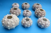 1-3/4" - 3" Wholesale dried sputnik sea urchin for shell crafts - 12 pcs @ $.85 each