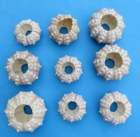 1-3/4" - 3" Wholesale dried sputnik sea urchin for shell crafts - 12 pcs @ $.85 each