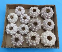 1-3/4" - 3" Wholesale dried sputnik sea urchin for shell crafts - 12 pcs @ $.85 each