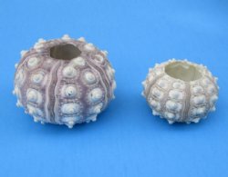 Sputnik sea urchins (assorted cream color) 2 inches to 3 inches -170 pcs @ $.90 each