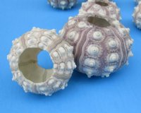 Sputnik sea urchins (assorted cream color) 2 inches to 3 inches -170 pcs @ $.90 each