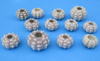 Sputnik sea urchins (assorted cream color) 2 inches to 3 inches -170 pcs @ $.90 each