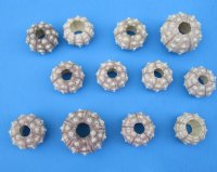 Sputnik sea urchins (assorted cream color) 2 inches to 3 inches -170 pcs @ $.90 each