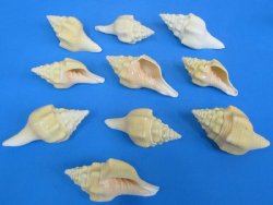 Wholesale West Indi...