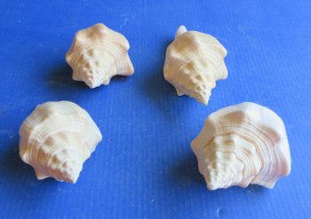 7" Polished West Indian Chank Shell (Divine Conch) Wholesale - 2 pcs @ $8.75 each; 12 pcs @ $7.85 each
