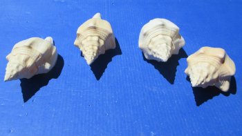 7" Polished West Indian Chank Shell (Divine Conch) Wholesale - 2 pcs @ $8.75 each; 12 pcs @ $7.85 each