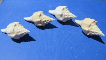 7" Polished West Indian Chank Shell (Divine Conch) Wholesale - 2 pcs @ $8.75 each; 12 pcs @ $7.85 each