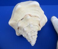 Wholesale West Indian Polished Chank Shells, 8  inches - 2 pcs @ $9.50 each; 8 pcs @ $8.25 each  