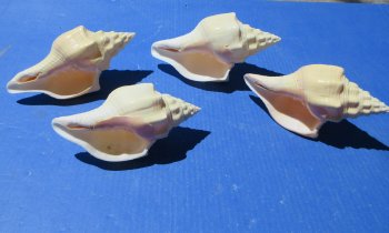 7" Polished West Indian Chank Shell (Divine Conch) Wholesale - 2 pcs @ $8.75 each; 12 pcs @ $7.85 each