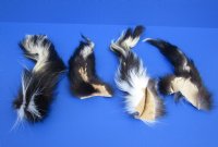 Wholesale North American tanned skunk tails for sale measuring 9 to 14 inches long.  You will receive one similar to the picture - $11.75 each; Packed: 8 pcs @ $10.50 each