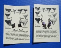 Wholesale Fossil Shark Tooth Earrings with Assorted Colored Beads on French Wire with Identification Card - Pack of 12 @ $3.00 a pair; Pack of 36 @ $2.70 a pair