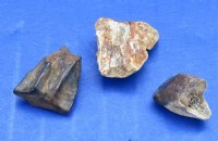 Wholesale Fossil Triceratops Teeth (spit teeth )for sale - sizes will vary -  Packed: 2 pcs @ $19.00 each; Packed: 6 pcs @ $17.00 each