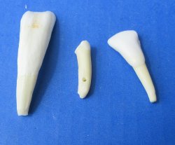 Wholesale Buffalo Teeth 1" to 2-3/4" for crafts - 20 pcs @ $.50 each; 100 pcs @ $.45 each