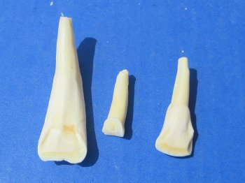Wholesale Buffalo Teeth 1" to 2-3/4" for crafts - 20 pcs @ $.50 each; 100 pcs @ $.45 each