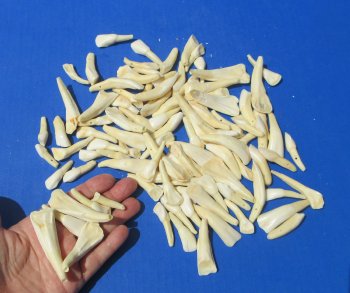 Wholesale Buffalo Teeth 1" to 2-3/4" for crafts - 20 pcs @ $.50 each; 100 pcs @ $.45 each