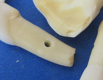 Wholesale Buffalo Teeth 1" to 2-3/4" for crafts - 20 pcs @ $.50 each; 100 pcs @ $.45 each