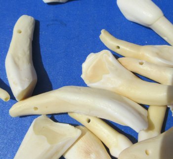 Wholesale Buffalo Teeth 1" to 2-3/4" for crafts - 20 pcs @ $.50 each; 100 pcs @ $.45 each