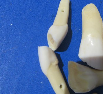 Wholesale Buffalo Teeth 1" to 2-3/4" for crafts - 20 pcs @ $.50 each; 100 pcs @ $.45 each