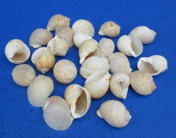 Wholesale Tonna Cumingii (Cuming's Tun) Seashell - 2 to 2.5 inches - 25 pcs @ $.45 each; 200 pcs @ $ .40 each