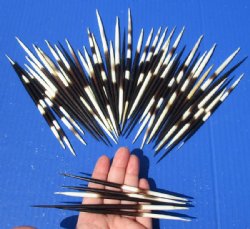 Thick Porcupine Quills