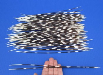 Thin Porcupine Quills, Hand Picked