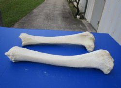 Wholesale giraffe tibia leg bones 21 to 26 inches long - $70 each; 3 pcs @ $63 each